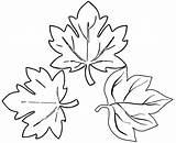 Coloring Leaves Pages Maple Sugar Botanical Create sketch template
