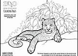 Leopard Coloring Pages Snow Baby Clouded Template Amur Getcolorings Printable Colorin Color Print sketch template