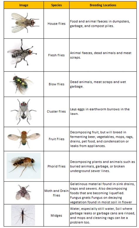 types  flies commonly   homes visually