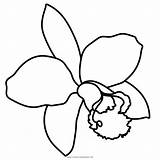 Orchidea Colorare Disegni Coloring sketch template