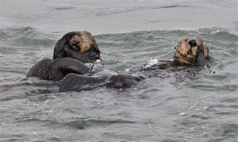 Sea Otter Sex Hard Orgasm
