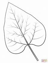 Blatt Catalpa Ausmalbilder Nothern Blätter Malvorlagen Blaetter Baumblätter sketch template