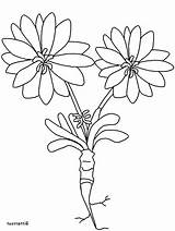 Coloring Flower Montana State Template sketch template