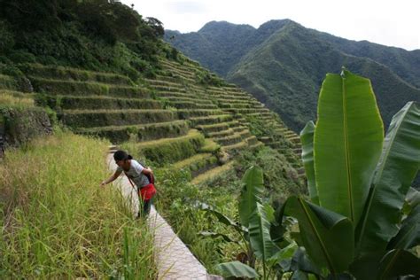 Lessons From The Terraces Travels In The Philippine