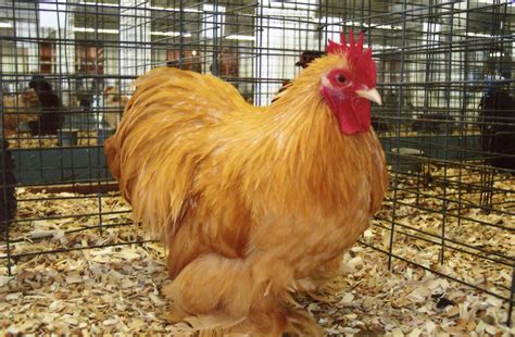 Buff Cochin Bantam Bantam Chicks For Sale Cackle Hatchery