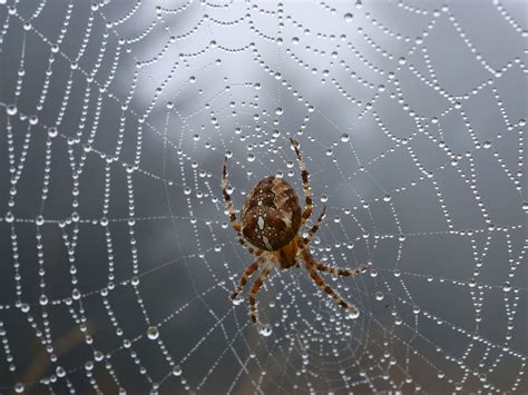 baba del diablo huge gooey spider webs cover rural argentina following floods the independent