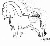 Poodle Bichon sketch template