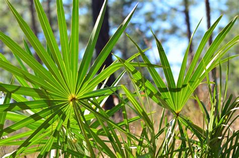 can you boost testosterone with saw palmetto the truths and myths