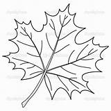 Leaf Maple Vector Contour Drawing Coloring Simple Drawings Line Leaves Pen Labeled Pages 3d Fall Accomplished Template Vectorstock Getdrawings Choose sketch template