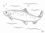 Salmon Coloring Pages Atlantic Fish Printable Drawing Pacific Crafts Patterns Outline Drawings Template Sketch Sea sketch template