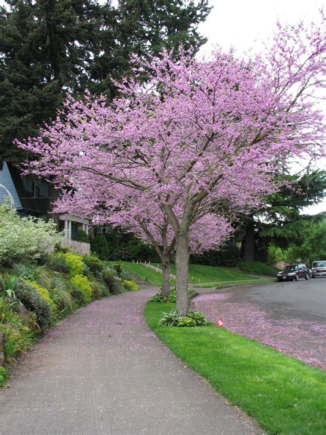 photo  cercis canadensis plant lust