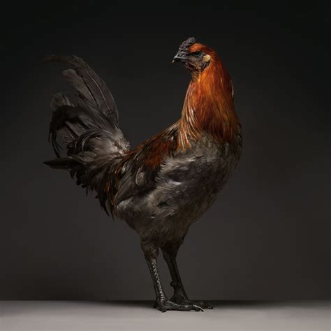 coffee table book highlights the unusual beauty of chickens mental floss