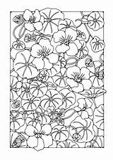Garden Coloring Nasturtium Flower Kleurplaat Bloem Color Edupics Jardin Fleurs Pages Printable Sheets Grote Afbeelding Large sketch template
