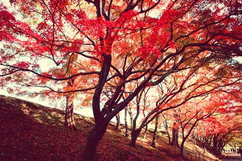 photo red trees autumn trees season   jooinn