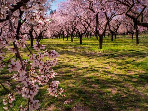 flowering pink almond   care  growing flowering almonds