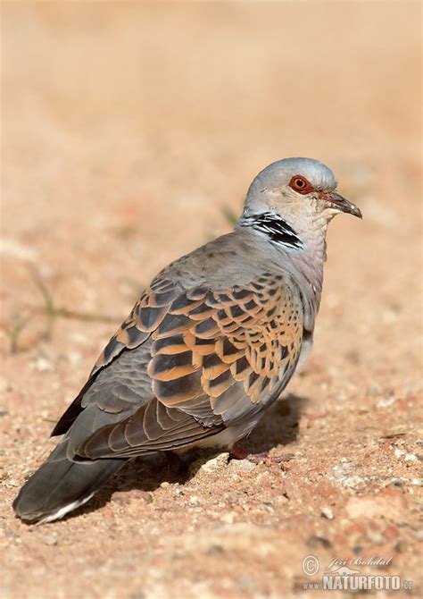 turtle dove  turtle dove images nature wildlife pictures naturephoto