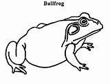 Bullfrog Coloring Pages Pregnant 462px 94kb Printable Frog Getcolorings Color sketch template