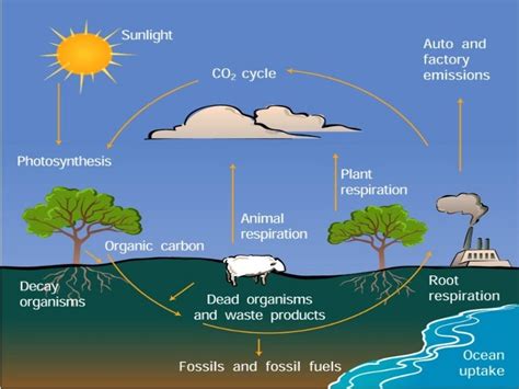 oxygen cycle