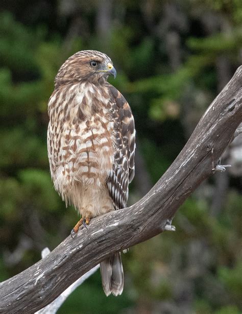 young red shouldered hawk  photographed  paul brewer