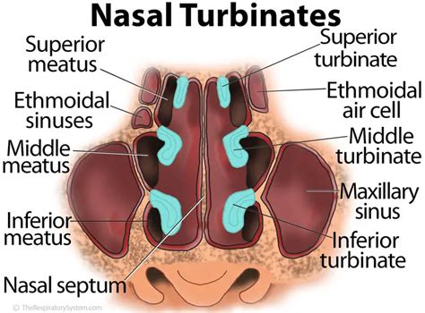 nasal conchae nasal turbinates  respiratory system