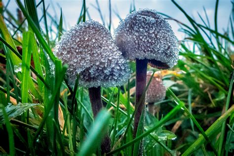 magic mushrooms psilocybin  researched  aid  alzheimers