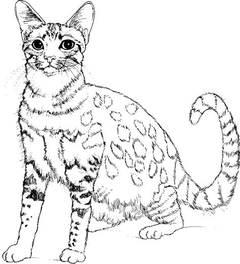 real cat coloring pages  getcoloringscom  printable colorings
