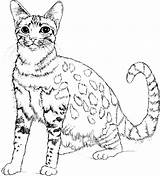 Coloring Cat Pages Real Printable Color Realistic Getcolorings Print sketch template