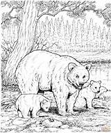 Bears Supercoloring sketch template