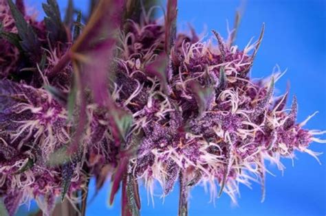 22 Best Purple Cannabis Strains To Grow From Seed Mold