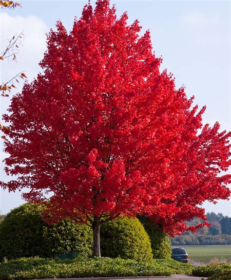 feel  fall    air fast growing shade trees red maple