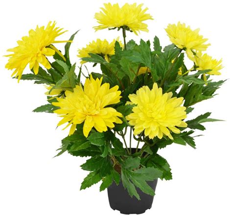 buy flower seeds chandramallika yellow garden seeds  flowers