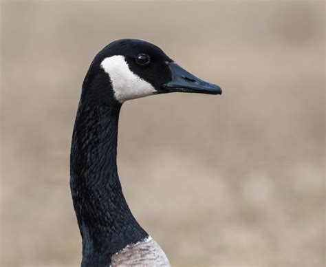 how to tell male from female canadian geese cuteness