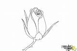 Bud Rose Draw Drawingnow Coloring sketch template