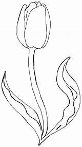 Coloring Tulip Pages Tulips Exquisite Leen Der Mark Van Flower Printable Color Snowflake Ocean Getdrawings Drawing Getcolorings Flowers sketch template