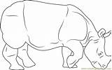 Rhino Rhinoceros Coloringpages101 sketch template
