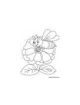 Zinnia Coloring Attracts Bee Garden sketch template