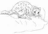 Quoll Tiger sketch template