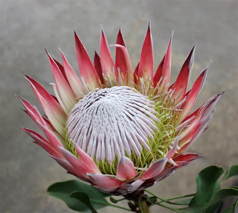 king protea stevens  son wholesale florist