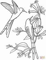 Hummingbird Flor Beija Pássaros Animais Aves Passaro Acessar Sylph Tailed Supercoloring sketch template