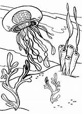 Coloring Pages Jellyfish Sea Printable Coral Animals Seaweed Ocean Box Print Fish Color Colouring Book Jelly Getcolorings Animal Cliparts Realistic sketch template