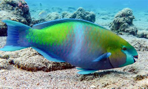 parrotfish   animals