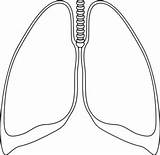 Lung Lungs Clipart Outline Clip Clear Cliparts Kidney Human Clker Template Background Small Drawing Coloring Transparent Vector Line Library Ultrasound sketch template