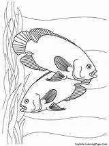 Fish Coloring Pages Printable Kids Aquarium Color Sheet Tropical Oscar Oscars Realistic Sheets Colouring Print Toddler Template Board Couple Getcolorings sketch template