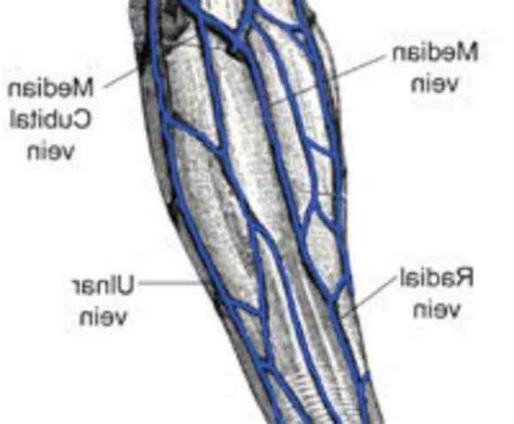 cephalic vein brachial arteryvein basilic musculoskeletal nerve