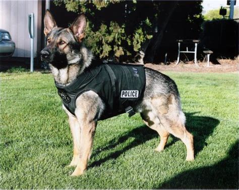 animal law blog retiring police dogs deserve  perks
