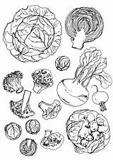 Kohlrabi Blockley Cauliflower Cabbage Fresh sketch template