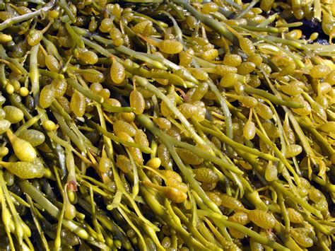 yarn macrame seaweed etnacompe