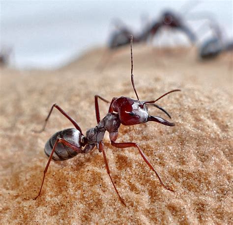 ants  travel  times   body length   single