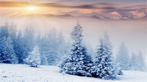 trees covered  snow wallpaper winter nature  wallpapers hd wallpapers