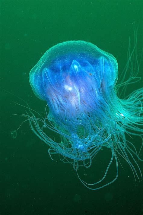 images  jellyfish  pinterest  jellies deep sea